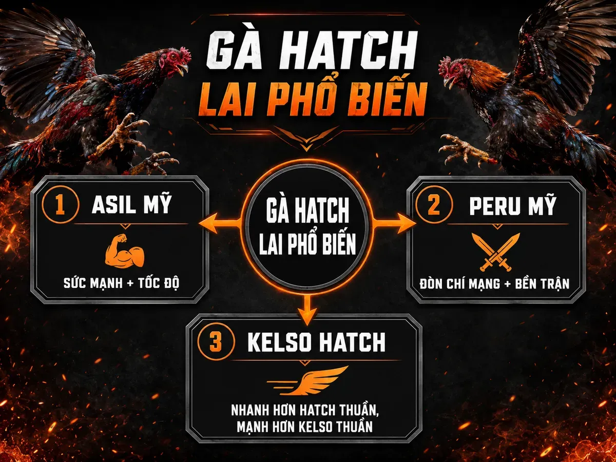 Gà Hatch Lai Phổ Biến Tại Việt Nam