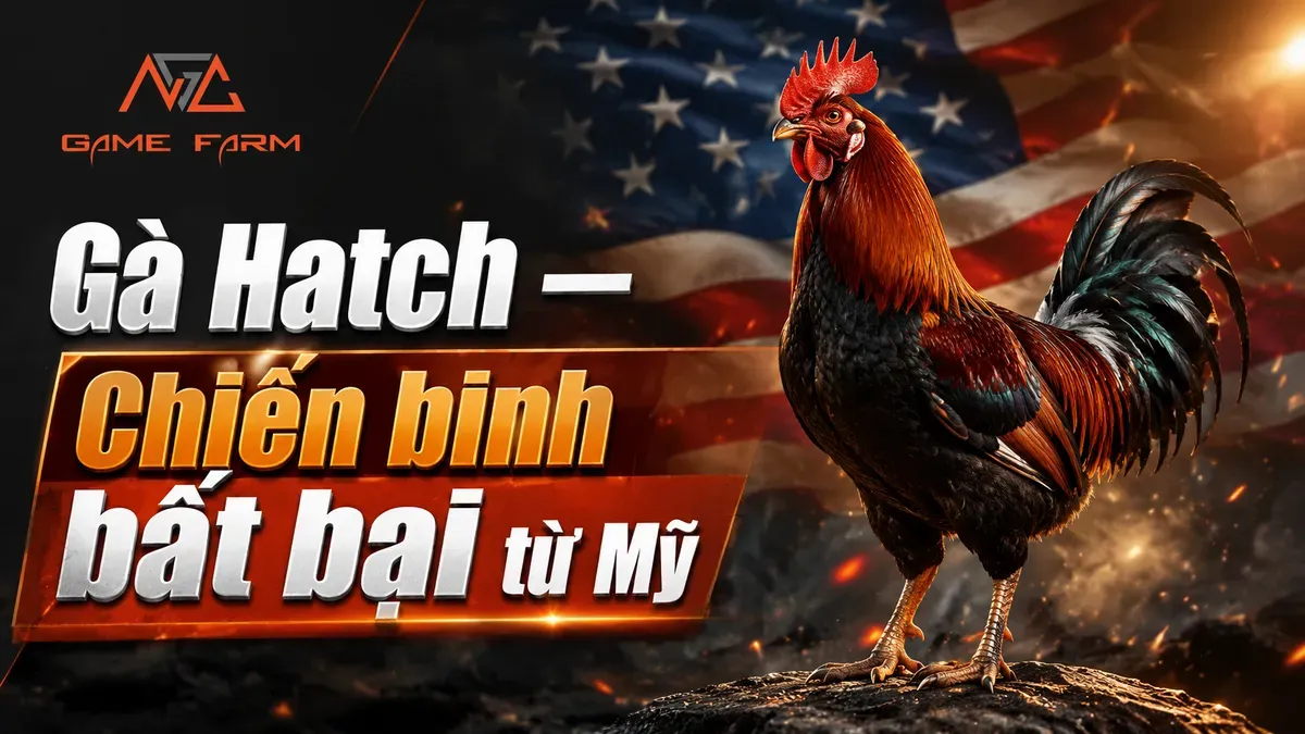 Gà Hatch Là Gì? Đặc Điểm, Phong Cách Thi Đấu và Cách Chọn Thuần Chủng