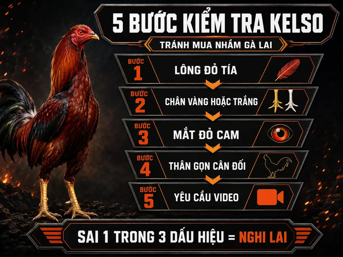 Cách Chọn Gà Kelso Thuần Chủng Không Bị Lừa