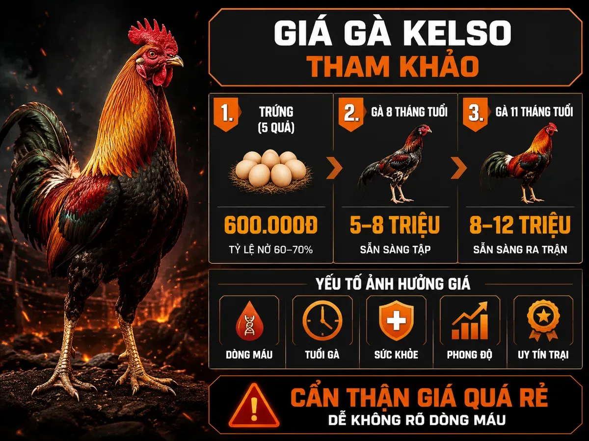 Giá Gà Kelso Tham Khảo 2026