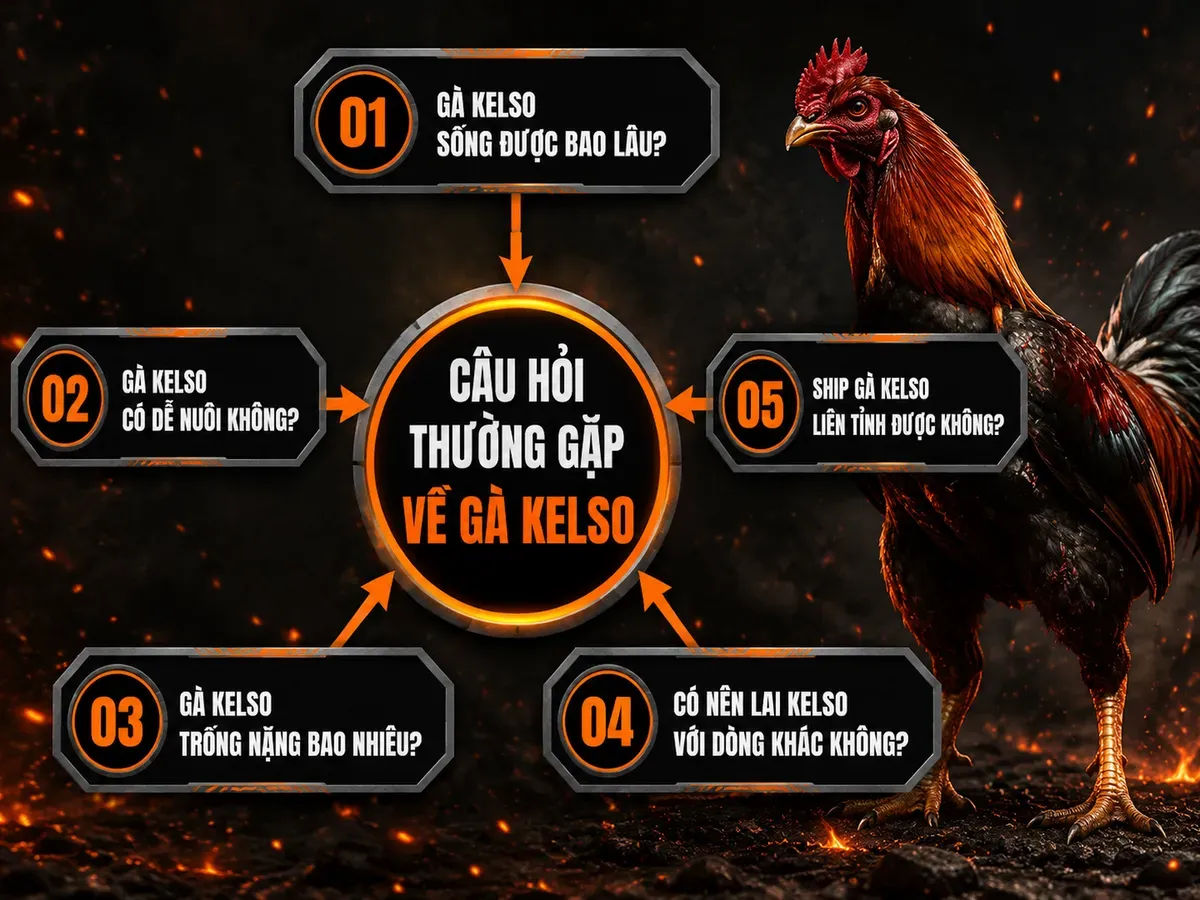Câu Hỏi Thường Gặp Về Gà Kelso