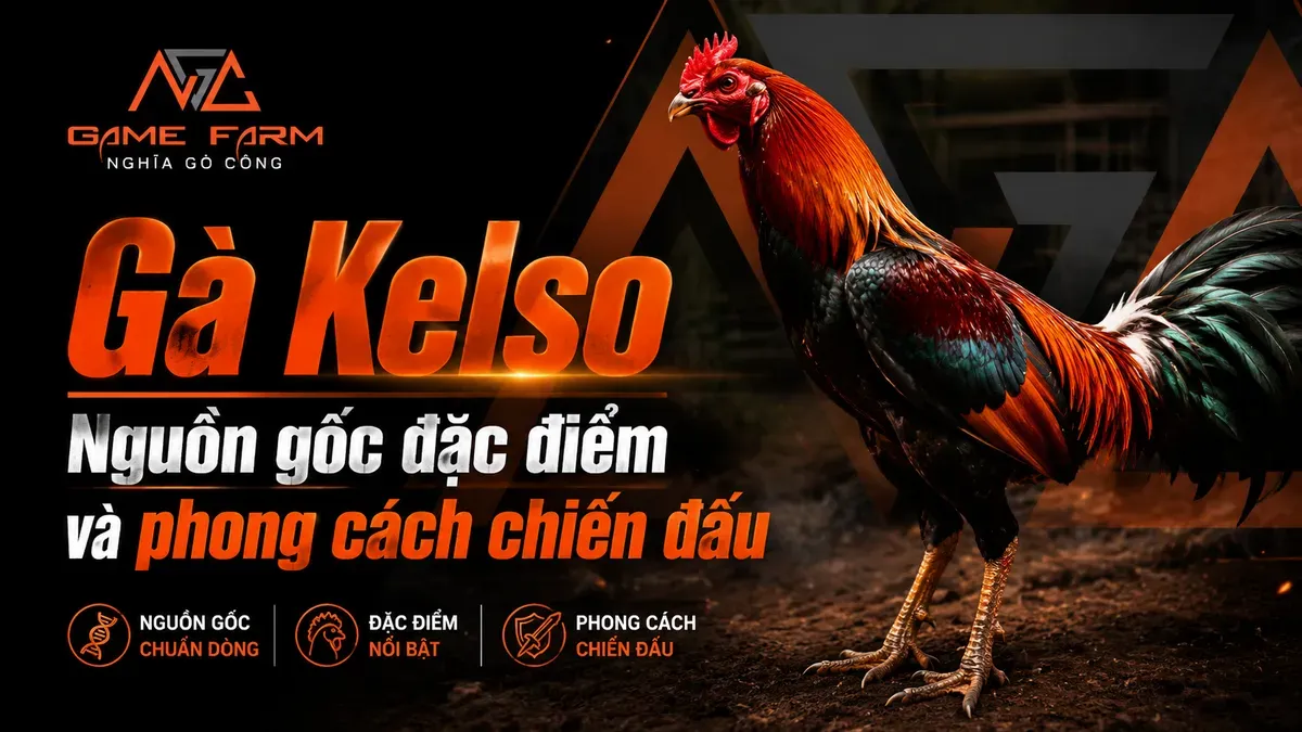 Gà Kelso Là Gì? Nguồn Gốc, Đặc Điểm và Phong Cách Thi Đấu