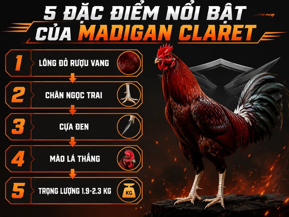 Hình ảnh infographic so sánh 5 đặc điểm nhận diện Gà Madigan Claret thuần chủng, minh họa rõ ràng từng yếu tố, phong cách mạnh mẽ và oai vệ.