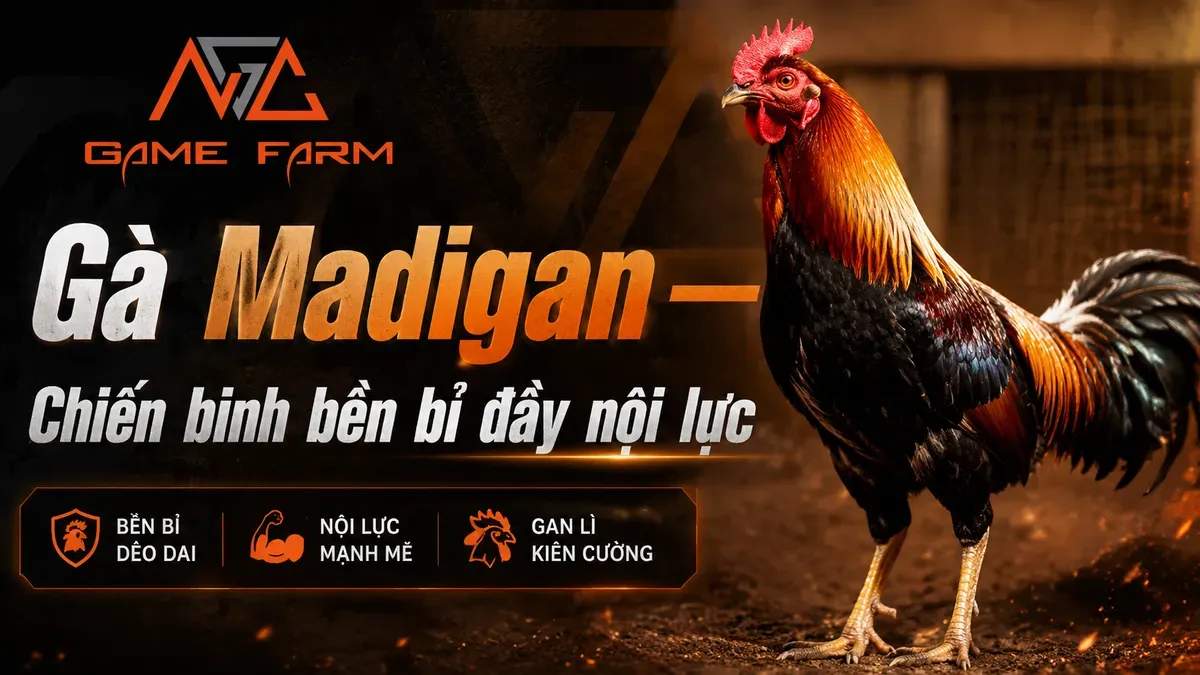 Gà Madigan — Dòng Máu Claret Huyền Thoại Từ Đại Tá John H. Madigan