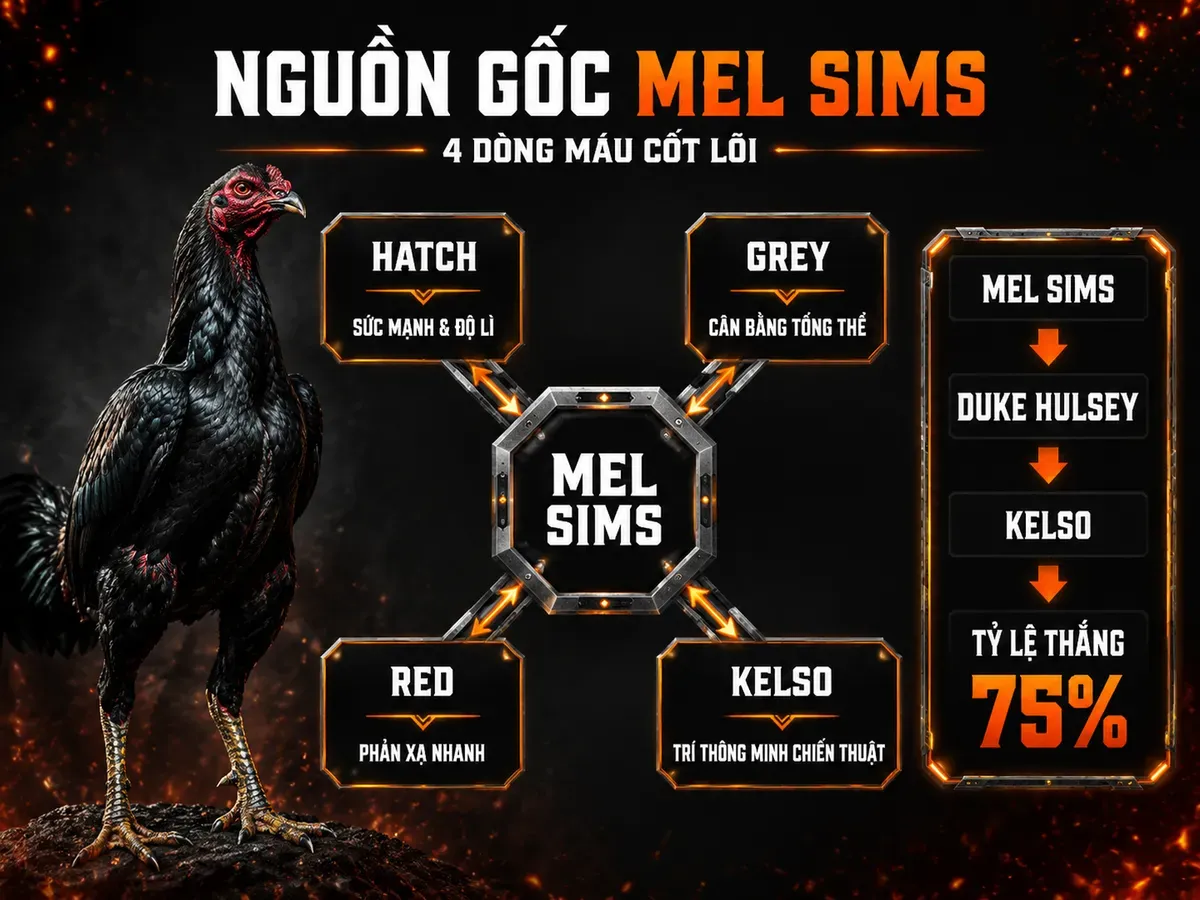 Infographic nguồn gốc dòng gà Mel Sims với 4 dòng máu gốc Hatch Grey Red Kelso và đặc tính chiến đấu