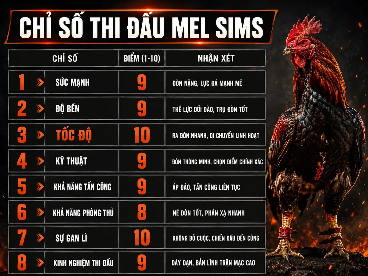 Bảng so sánh chỉ số thi đấu Gà Mel Sims với tốc độ, sức mạnh, độ lì và lối đá, minh hoạ gà chiến oai vệ