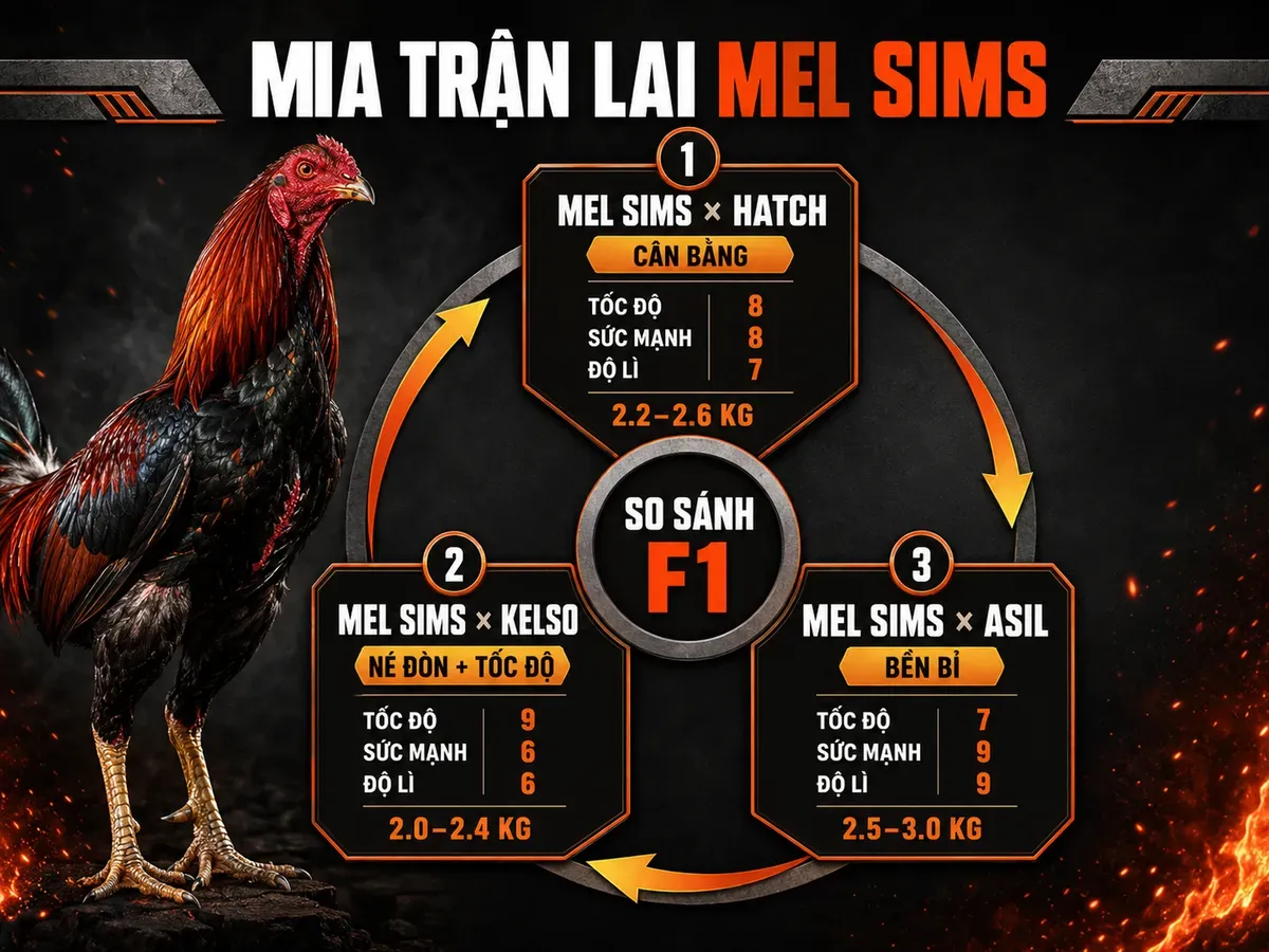 Infographic ma trận lai tạo gà Mel Sims với Hatch, Kelso và Asil, so sánh tốc độ, sức mạnh, độ lì và trọng lượng F1