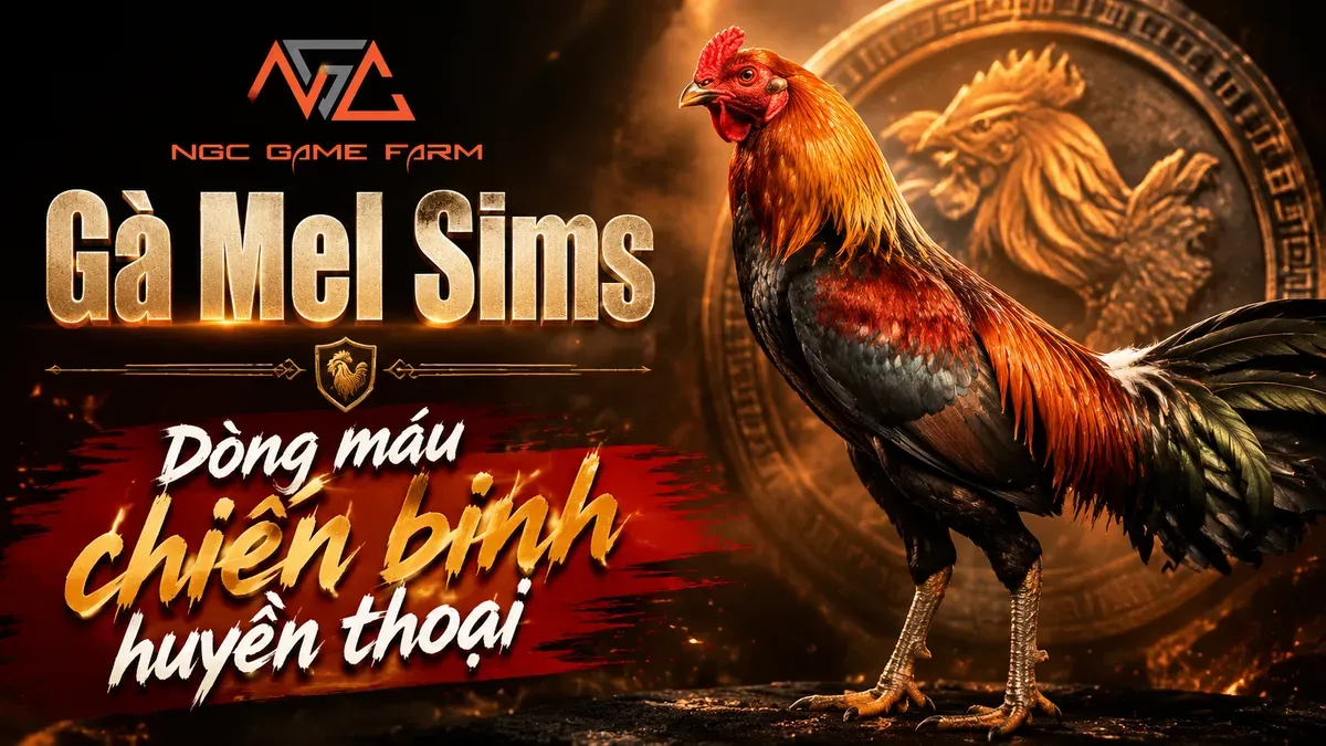 Gà Mel Sims — Dòng Máu Đen Tốc Độ Từ Huyền Thoại Mel Sims