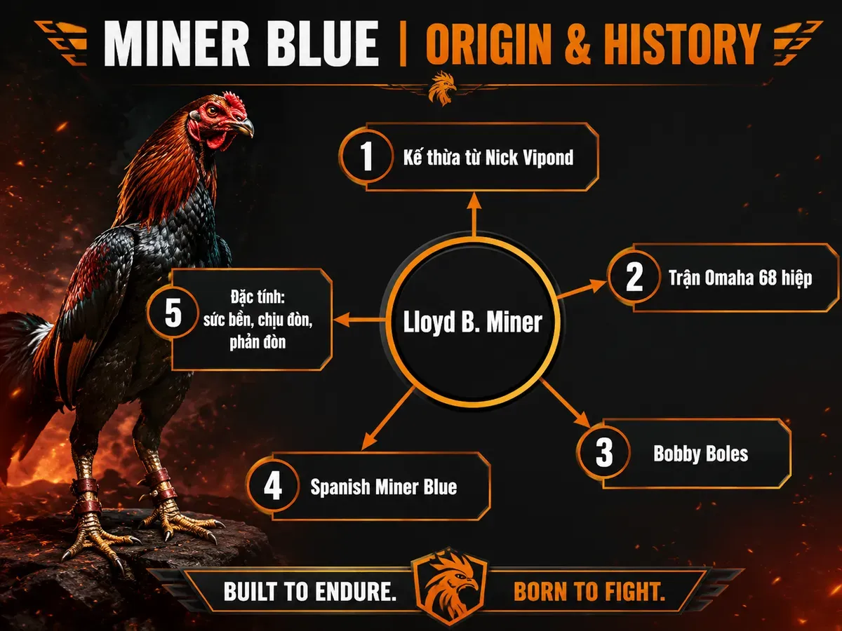 Sơ đồ nguồn gốc và lịch sử dòng gà Miner Blue, các nhánh di truyền và sự kiện nổi bật