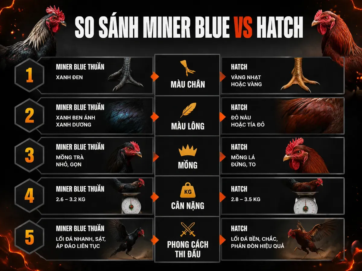 <vi>Infographic so sánh đặc điểm ngoại hình Gà Miner Blue thuần chủng và dòng Hatch, bao gồm màu chân, lông, mồng, cân nặng và phong cách chiến đấu.</vi>