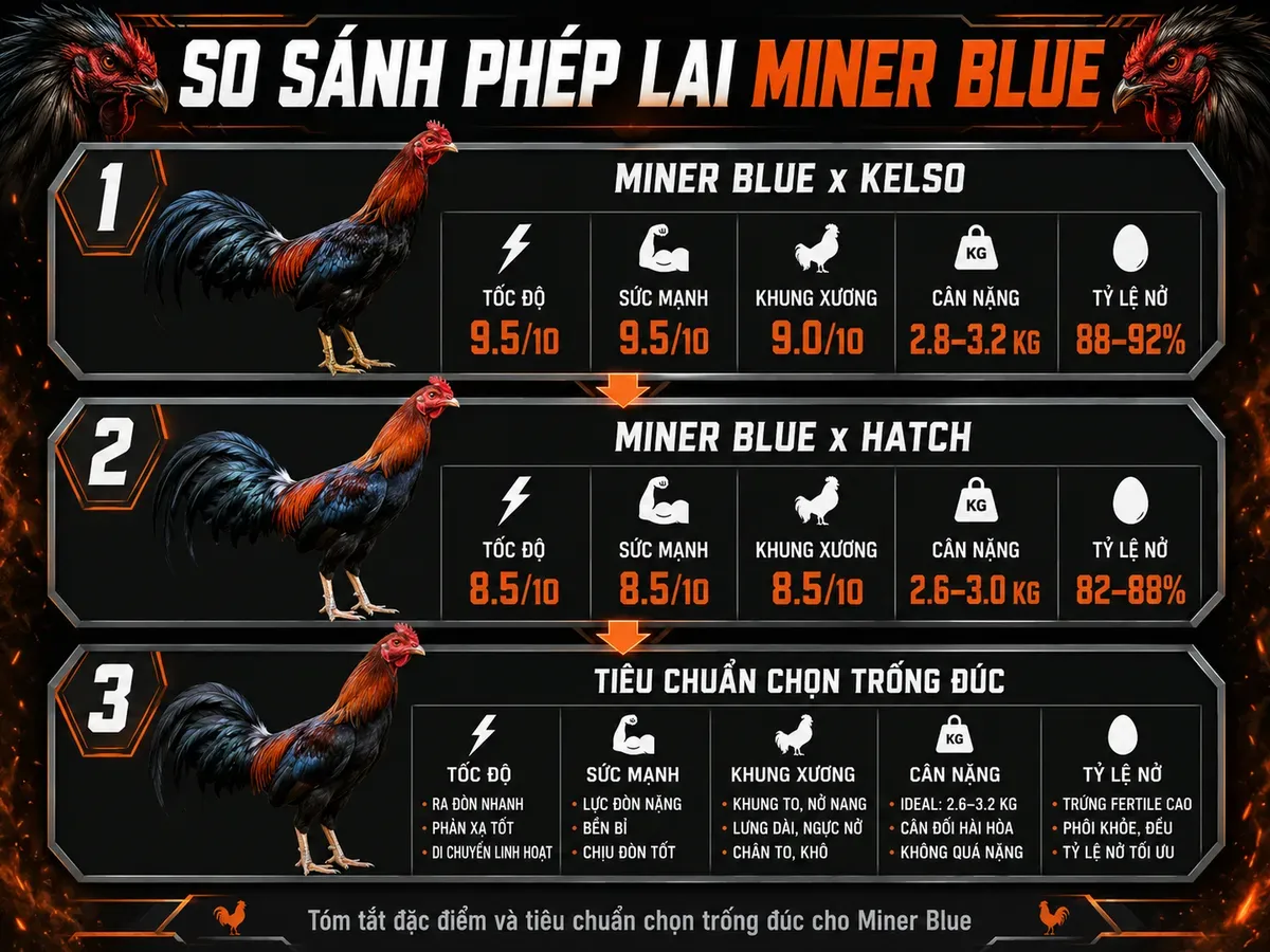 Sơ đồ phân tầng so sánh phép lai Miner Blue với Kelso, Hatch và tiêu chuẩn trống đúc, minh họa gà chiến oai vệ, nhìn rõ thông tin