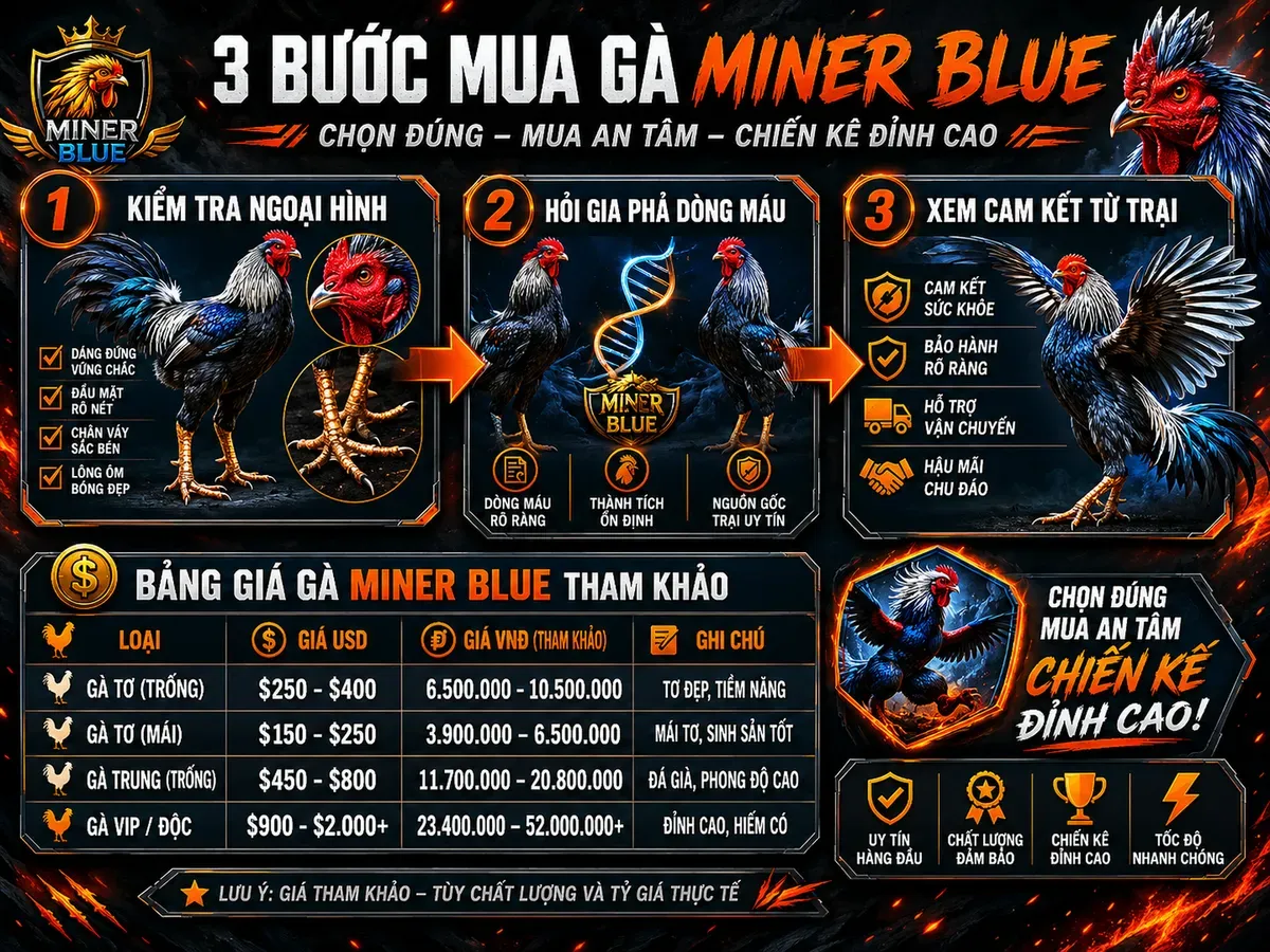Infographic hướng dẫn chọn mua gà Miner Blue thuần chủng, gồm 3 bước kiểm tra ngoại hình, pedigree, cam kết trại và bảng giá tham khảo.