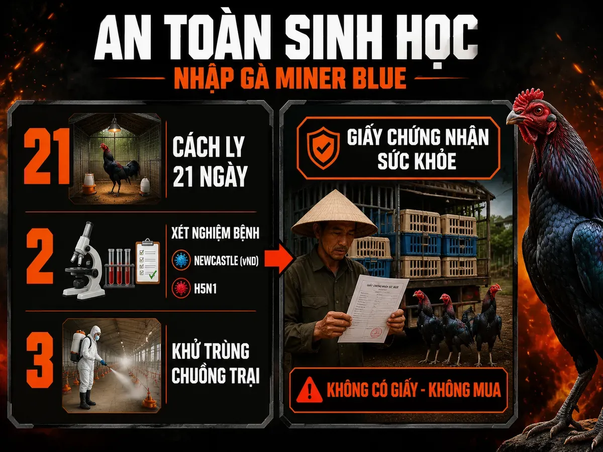 Infographic an toàn sinh học khi nhập gà Miner Blue từ nước ngoài với cách ly 21 ngày, xét nghiệm bệnh và giấy chứng nhận sức khỏe.