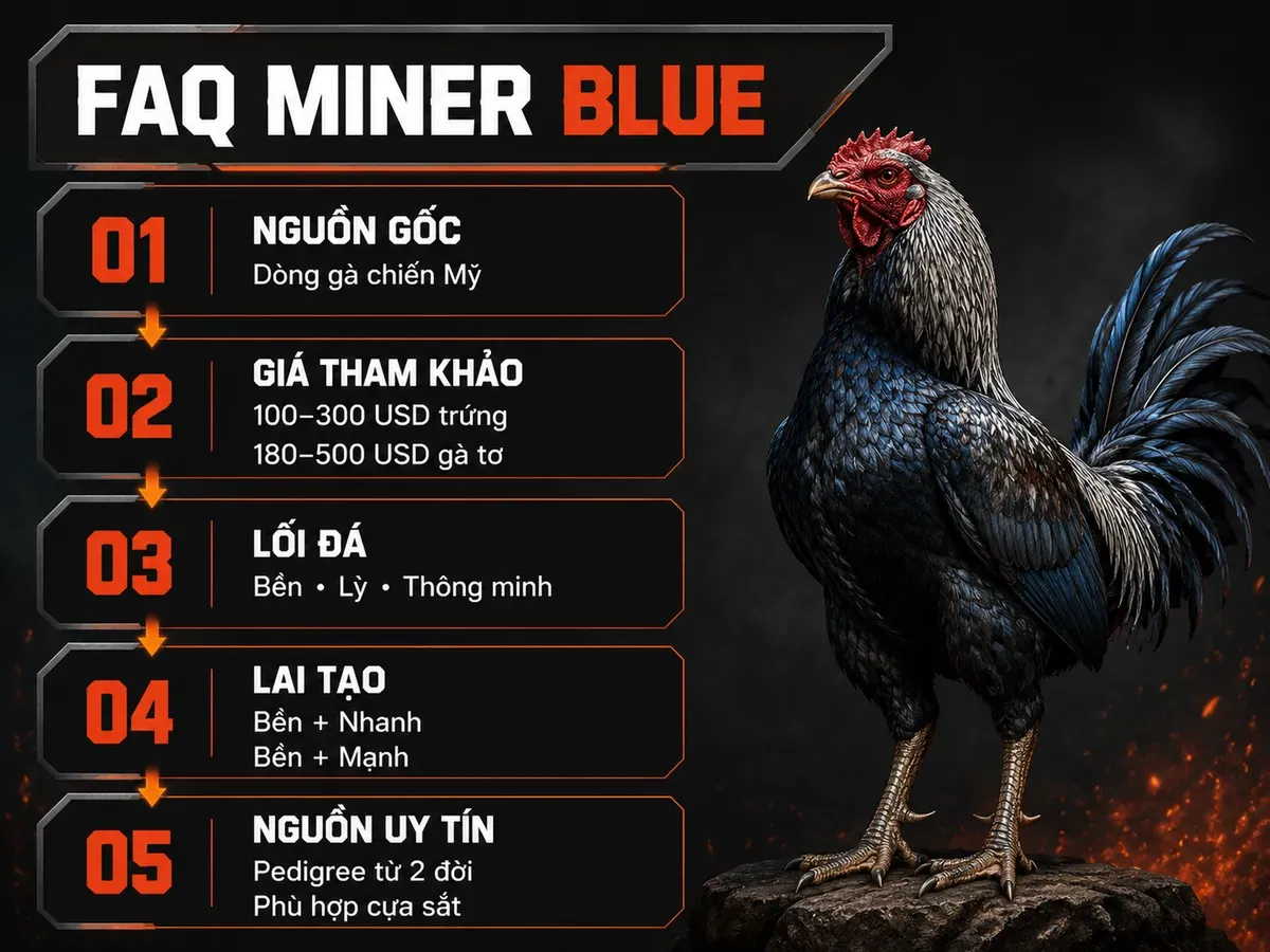 Infographic câu hỏi thường gặp về gà Miner Blue gồm nguồn gốc, giá bán, phong cách thi đấu và khả năng lai tạo.