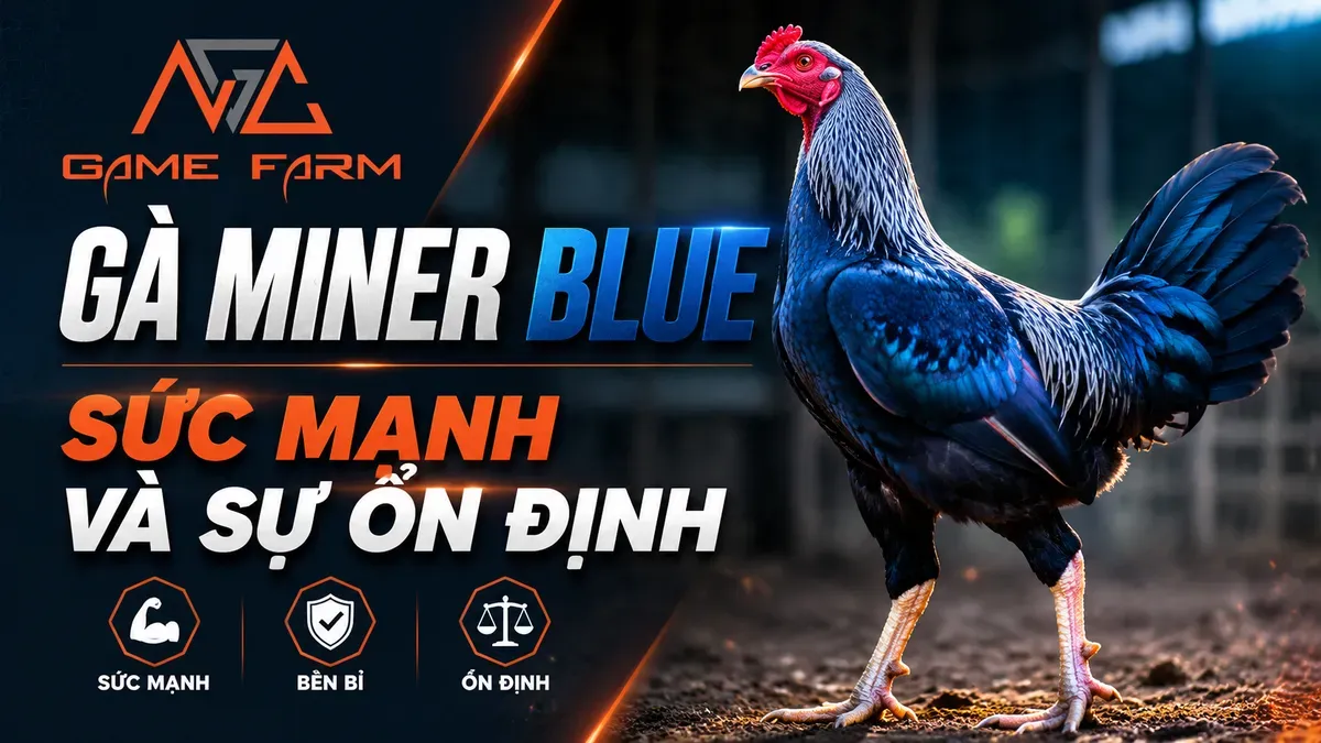 Gà Miner Blue: Nguồn Gốc, Đặc Điểm và Phong Cách Chiến Đấu