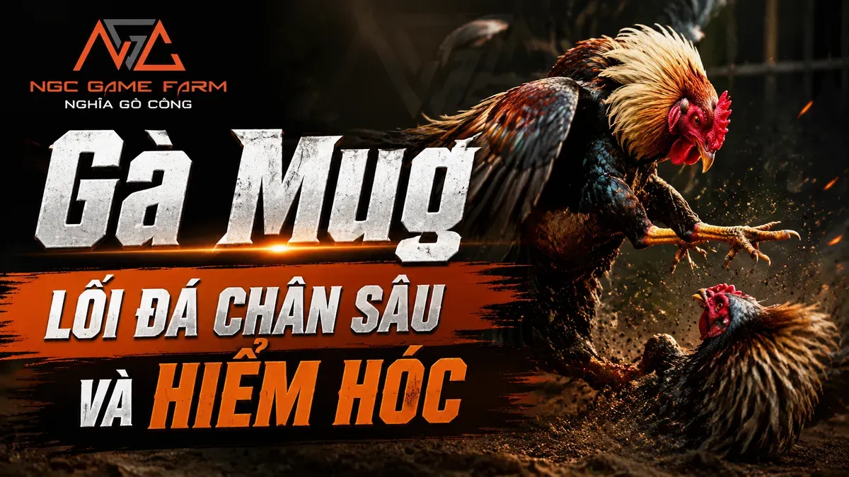 Gà Mug: Nguồn Gốc, Đặc Điểm Nhận Dạng và Lối Đá Hiểm Hóc