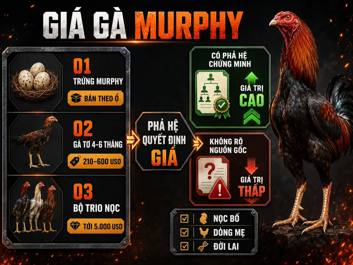 Infographic so sánh khung giá gà Murphy theo phân khúc và ảnh hưởng của phả hệ đến giá bán