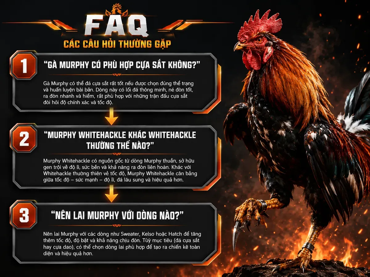 So sánh các câu hỏi thường gặp về gà Murphy với gà chiến cinematic, diagram rõ ràng, background dark charcoal
