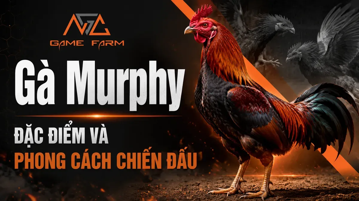 Gà Murphy Là Gì? Nguồn Gốc, Đặc Điểm Ngoại Hình và Lối Đá