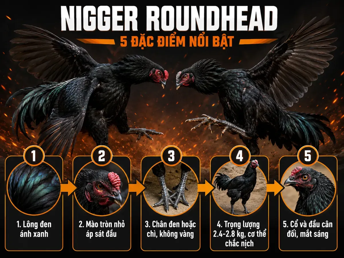 Đặc Điểm Nhận Diện Gà Nigger Roundhead Thuần Chủng