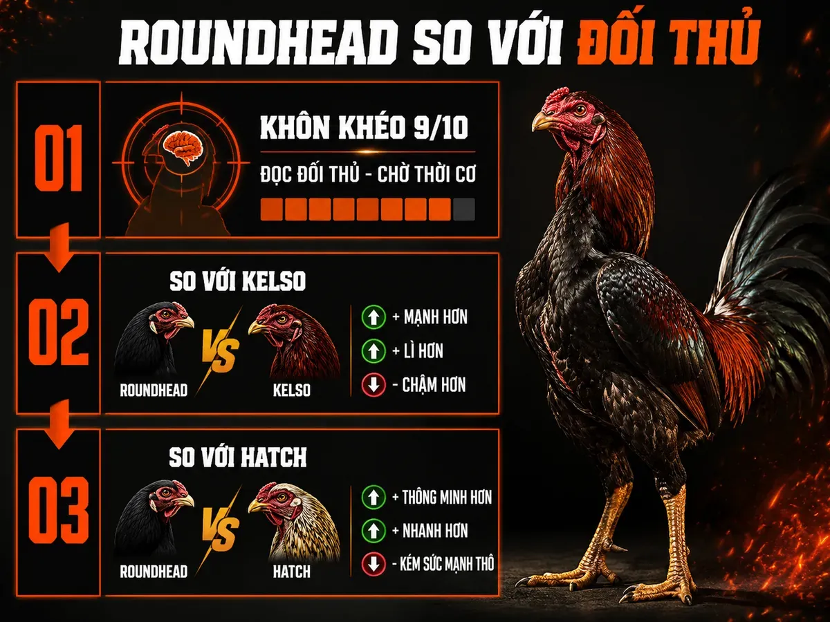 Bảng Thông Số Thi Đấu Gà Nigger Roundhead
