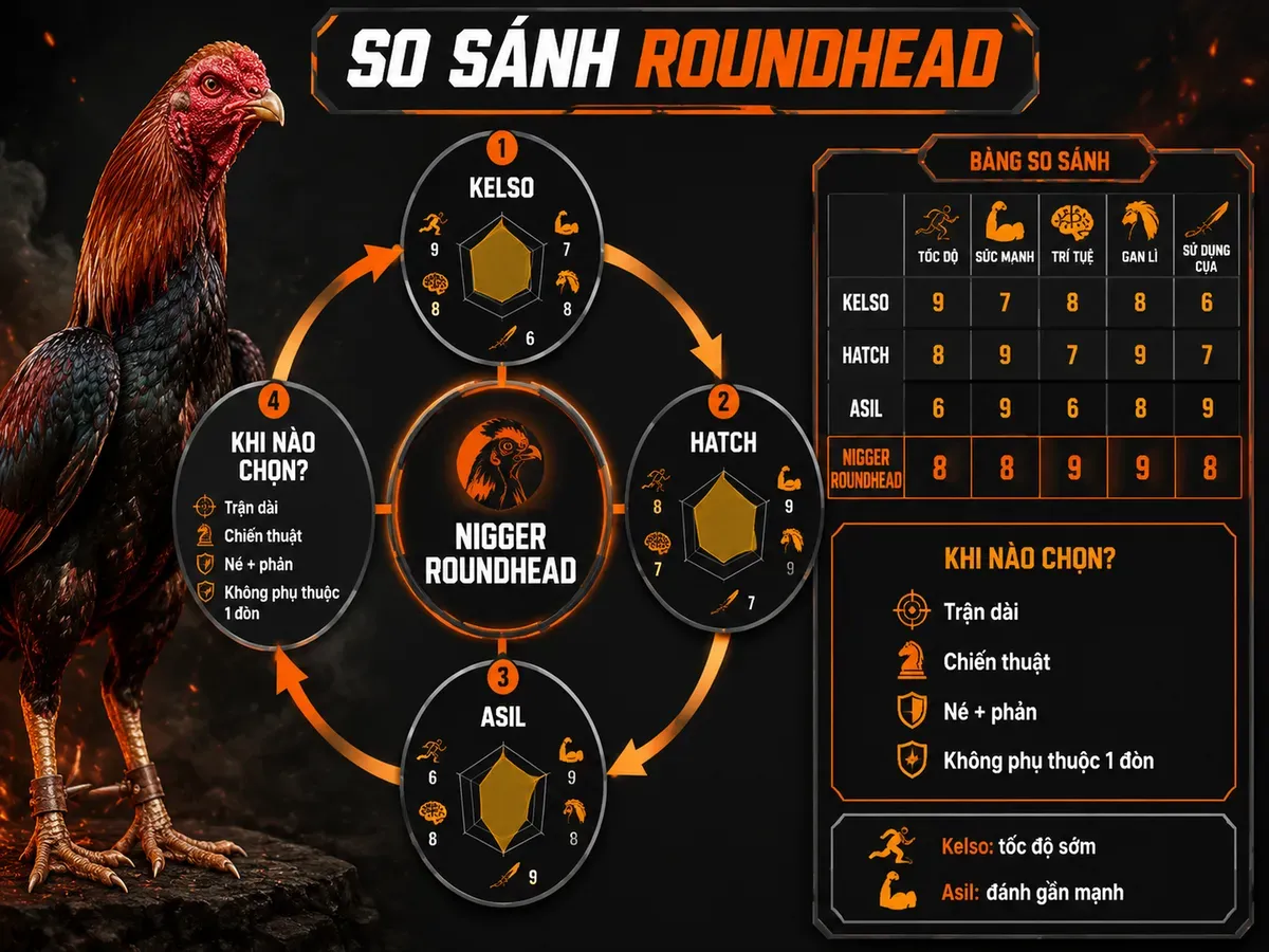 So Sánh Gà Nigger Roundhead Với Các Dòng Khác