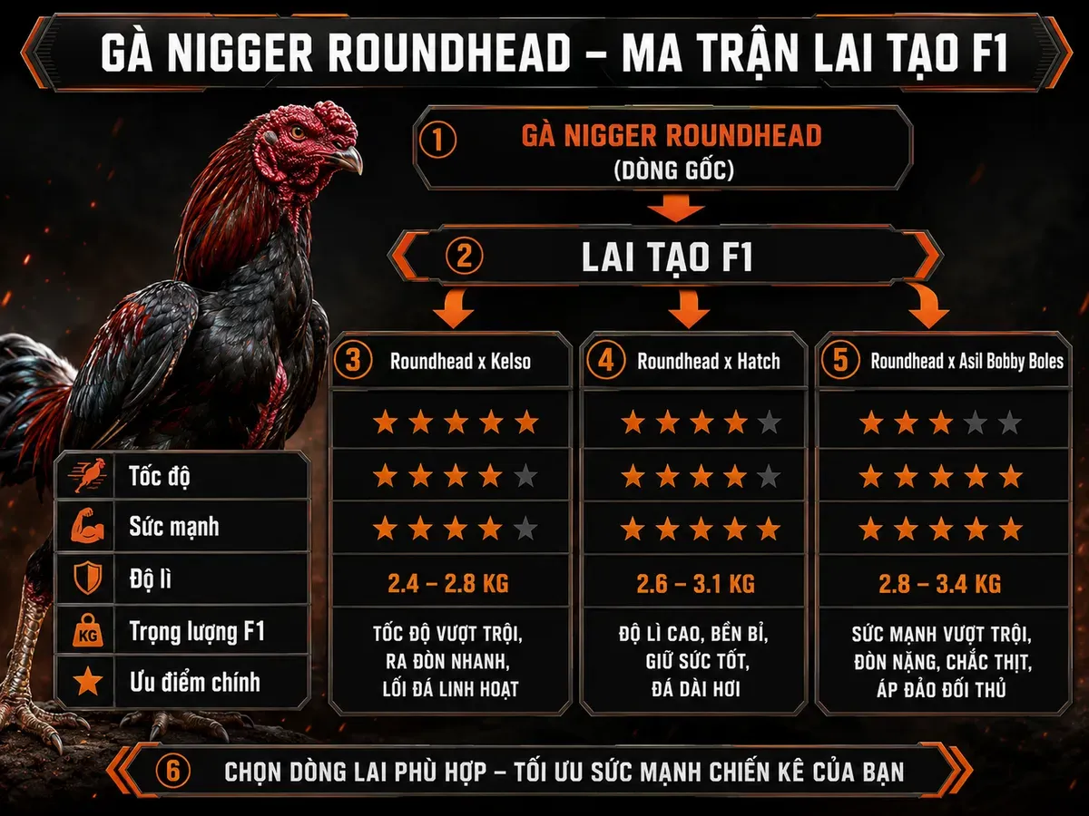 Ma Trận Lai Chéo Gà Nigger Roundhead (Crossbreeding Matrix)