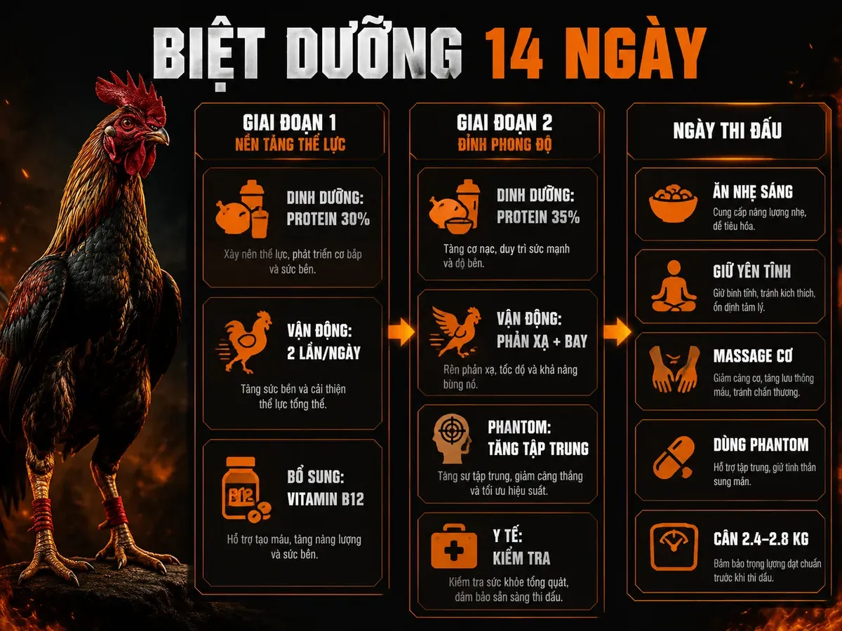 Hướng Dẫn Biệt Dưỡng 14 Ngày Cho Gà Nigger Roundhead