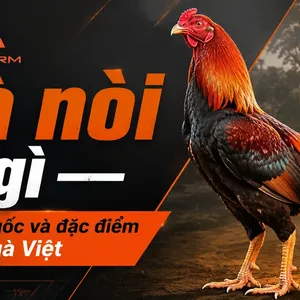 Gà nòi là gì? Nguồn gốc, đặc điểm và phân loại giống gà Việt