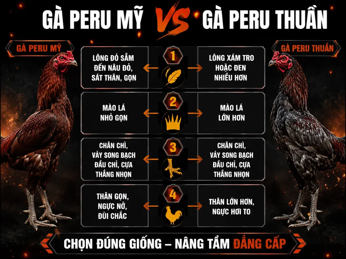 <vi SEO>Minh hoạ so sánh đặc điểm gà Peru Mỹ và gà Peru thuần, lông, mào, chân, thân hình rõ ràng