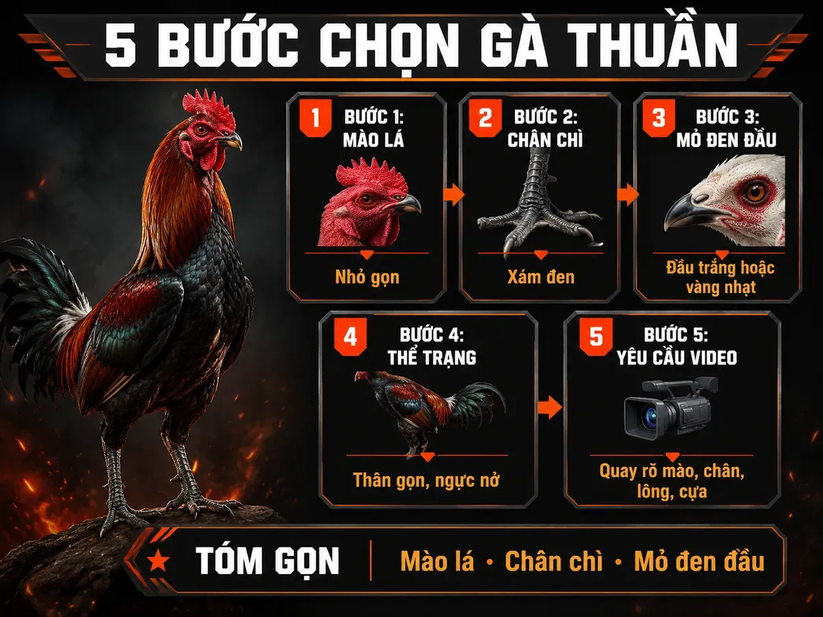 Infographic 5 bước chọn gà Peru Mỹ thuần, nhận biết mào lá chân chì mỏ đen đầu để tránh mua nhầm gà lai.