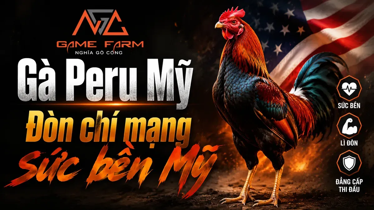 Gà Peru Mỹ Là Gì? Đặc Điểm, Lối Đá và Cách Chọn Con Thuần