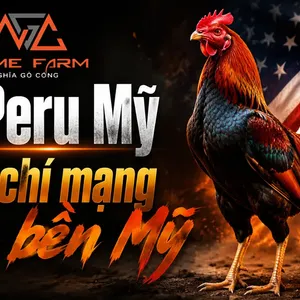 Gà Peru Mỹ Là Gì? Đặc Điểm, Lối Đá và Cách Chọn Con Thuần