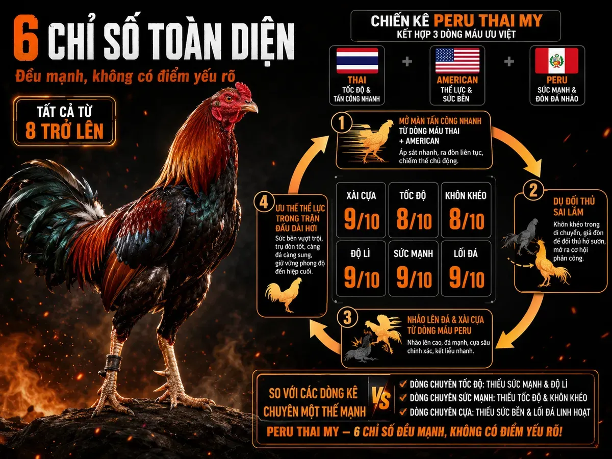 Infographic 6 chỉ số và phong cách thi đấu gà Peru Thái Mỹ cân bằng toàn diện