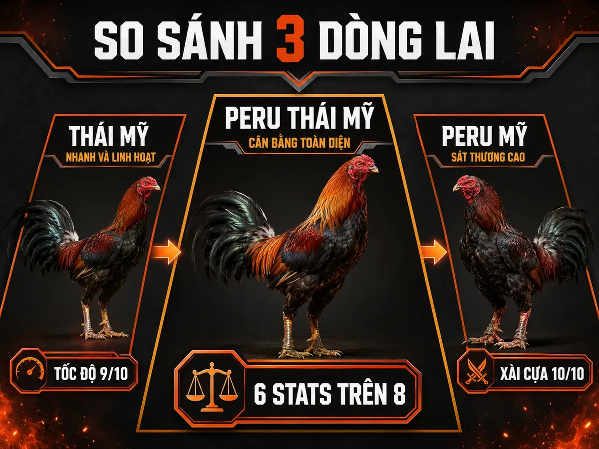 Infographic so sánh Peru Thái Mỹ, Thái Mỹ và Peru Mỹ theo phong cách đá và chỉ số nổi bật