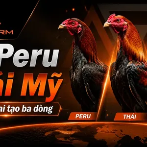 Gà Peru Thái Mỹ: Đặc Điểm, Công Thức Lai Tạo và Cách Chọn Gà Chuẩn 3 Dòng Máu