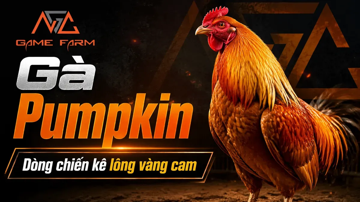 Gà Pumpkin — Chiến Kê Mỹ Với Lối Đá Vút Cao Lao Xuống