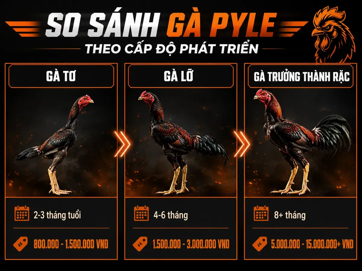 <vi>Minh họa so sánh giá gà Pyle theo cấp độ Gà tơ, Gà lỡ, Gà trưởng thành rặc tại Nghĩa Gò Công</vi>