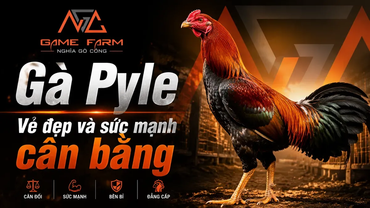 Gà Pyle — Dòng Gà Bướm Mỹ Với Huyết Thống Bobby Boles