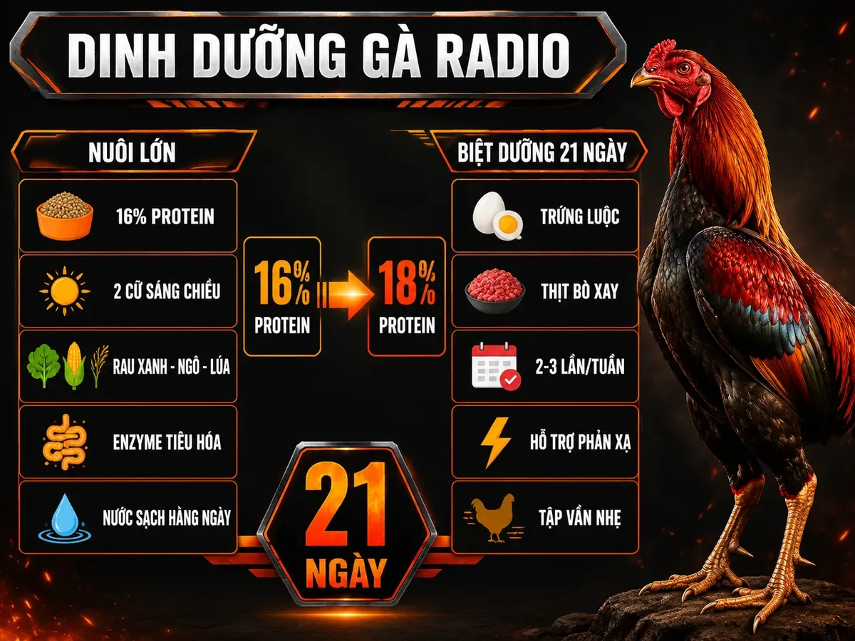 Infographic chế độ dinh dưỡng và biệt dưỡng gà Radio trước thi đấu với protein 16% và 18%