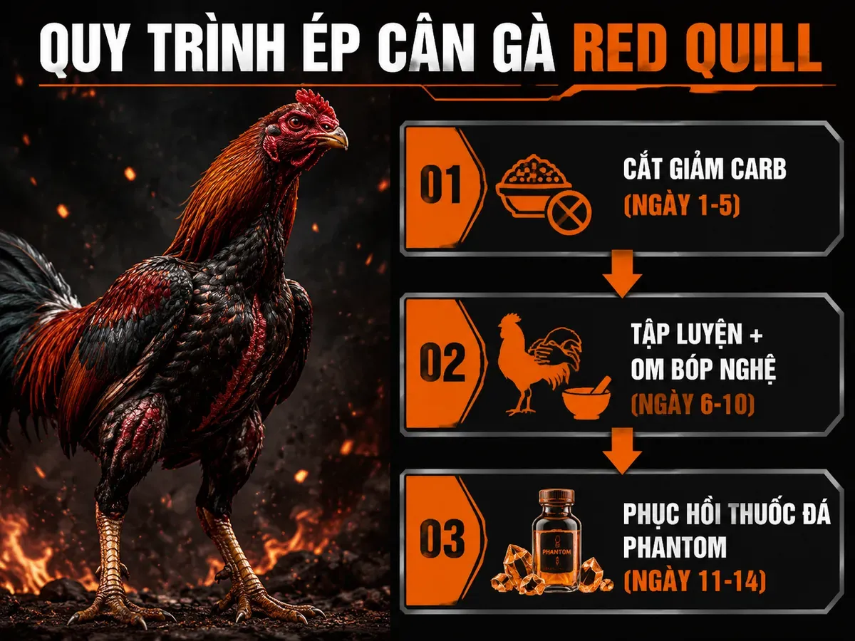 Quy trình ép cân gà Red Quill 14 ngày, hình ảnh chia 3 giai đoạn, minh hoạ trực quan chiến kê