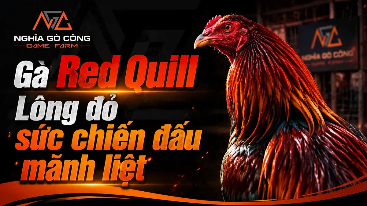 Gà Red Quill — Chiến Kê Tư Duy Từ Huyết Hệ Eslin