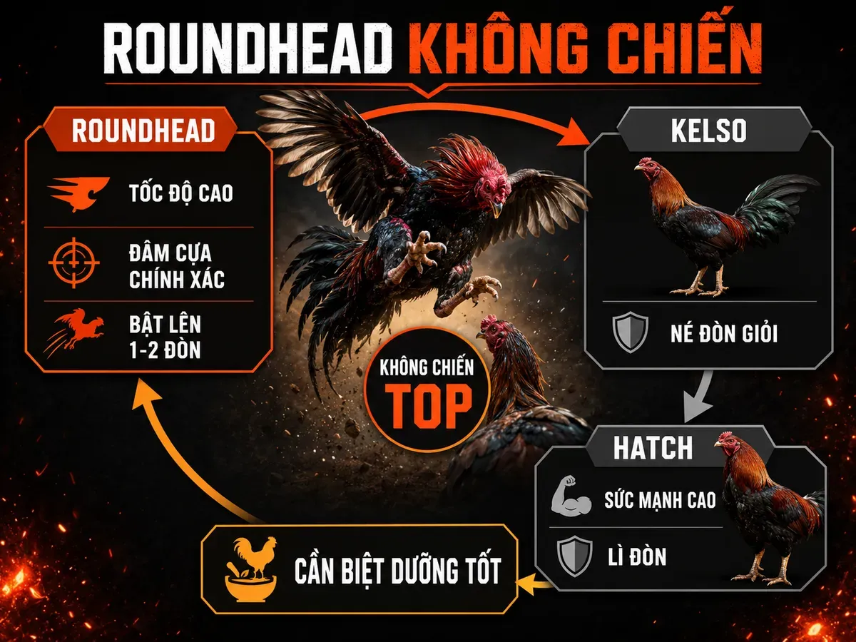 So sánh gà Roundhead với Kelso và Hatch về không chiến, tốc độ và sức mạnh