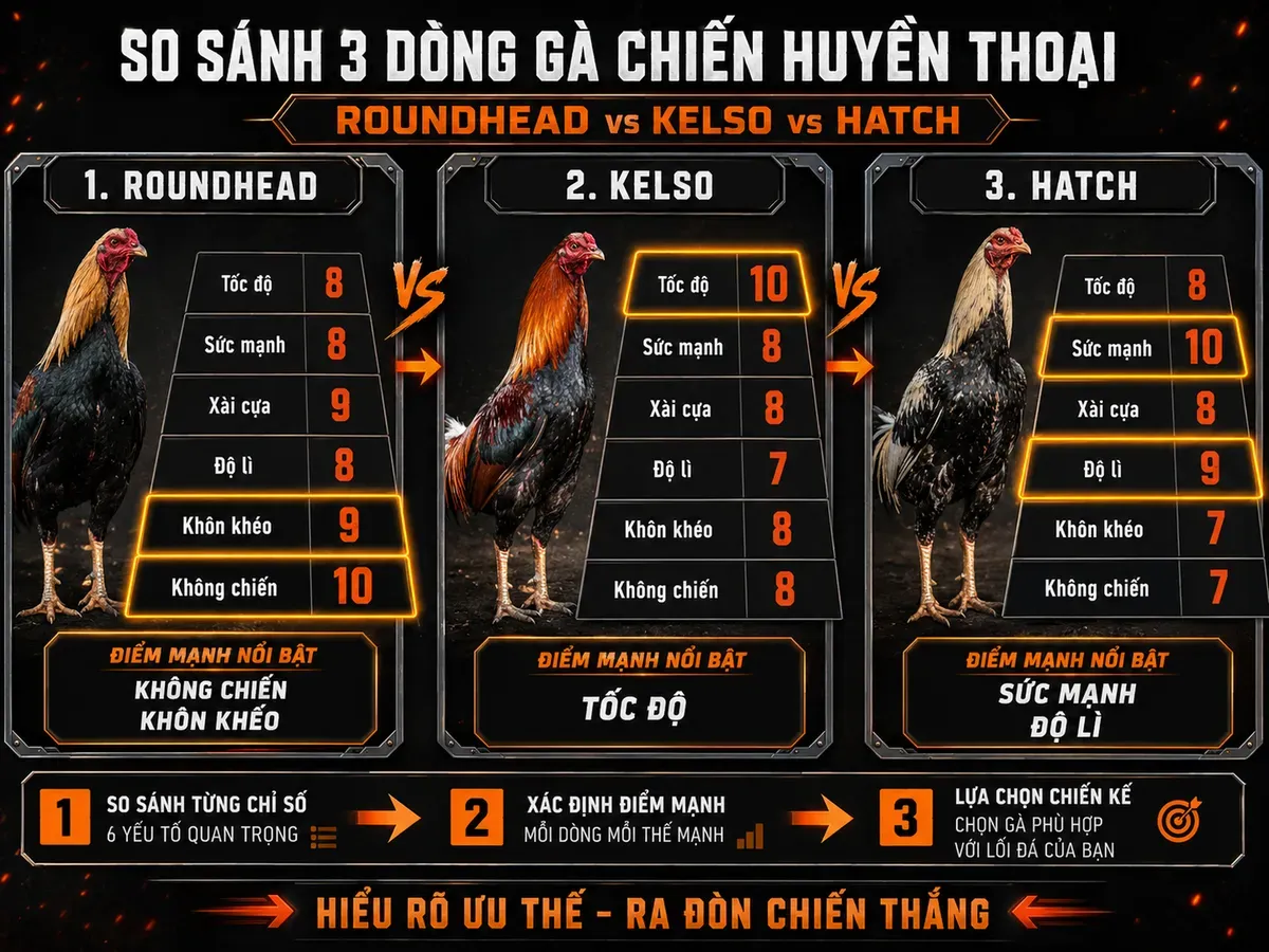 Bảng so sánh gà Roundhead, Kelso và Hatch theo chỉ số thực chiến, trực quan phễu phân tầng, nhấn mạnh Roundhead không chiến cao, Kelso nhanh, Hatch lì đòn
