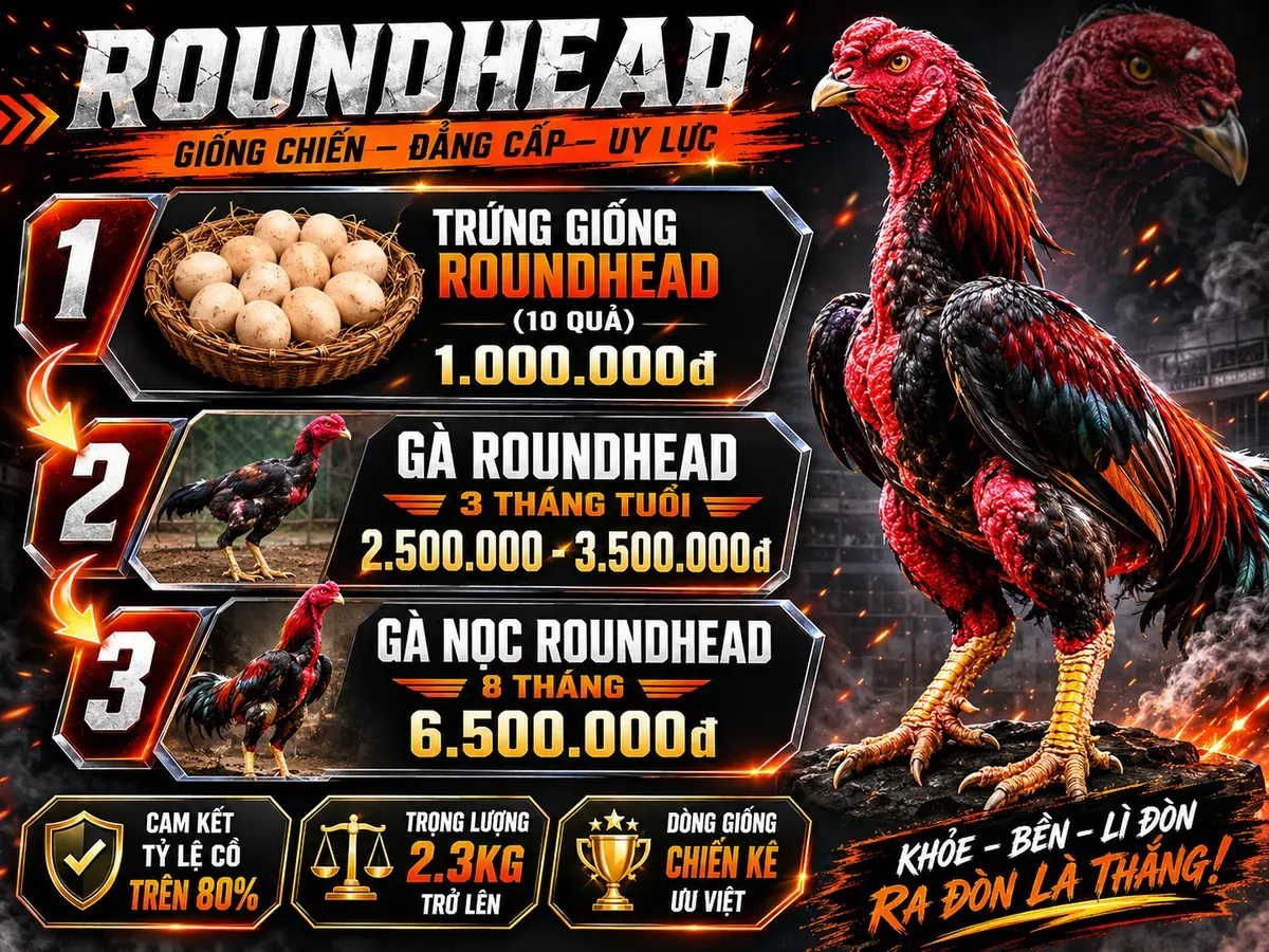 Bảng giá gà Roundhead và trứng giống, nhấn mạnh tỷ lệ cồ và trọng lượng, infographic phong cách gà chiến