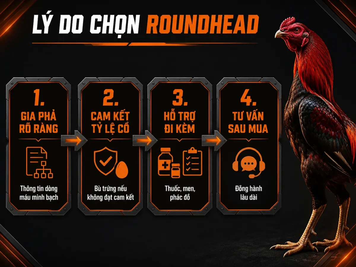 Infographic lý do chọn gà Roundhead với gia phả rõ ràng, cam kết tỷ lệ cồ, hỗ trợ và tư vấn sau mua
