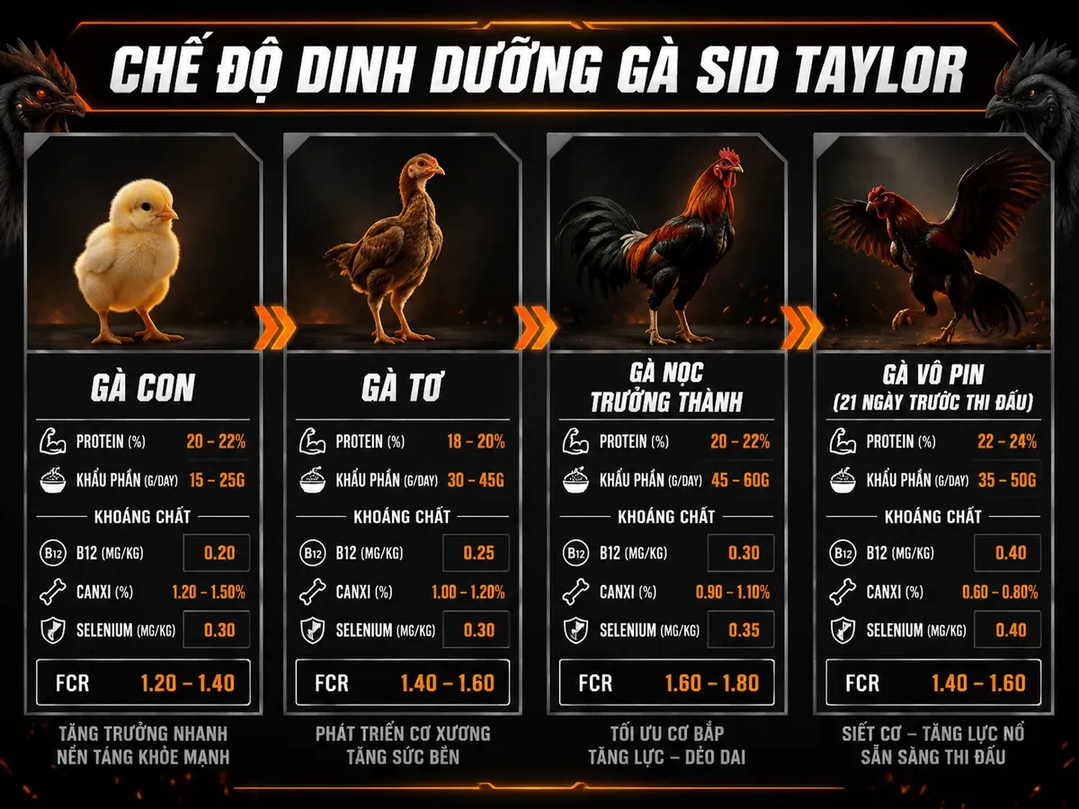 <vi>Infographic chế độ ăn và chăm sóc gà Sid Taylor từng giai đoạn, thông tin protein, khẩu phần, khoáng chất và FCR</vi>