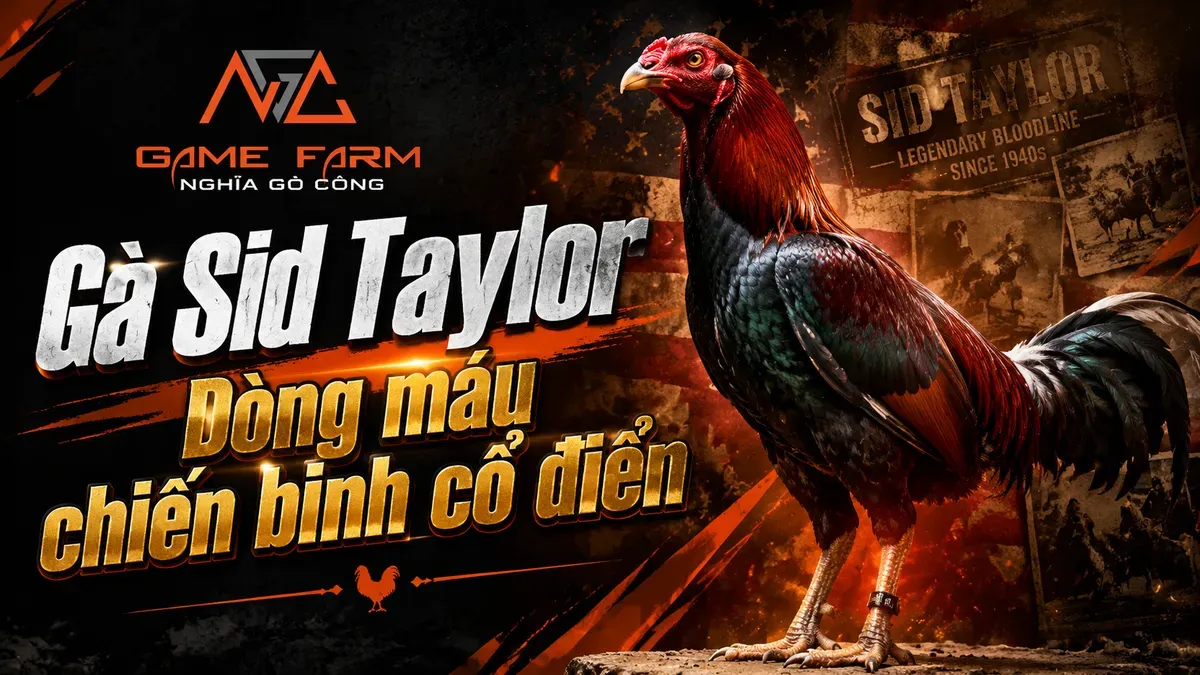 Gà Sid Taylor: nguồn gốc, đặc điểm ngoại hình và lối đá "stylish cutter"