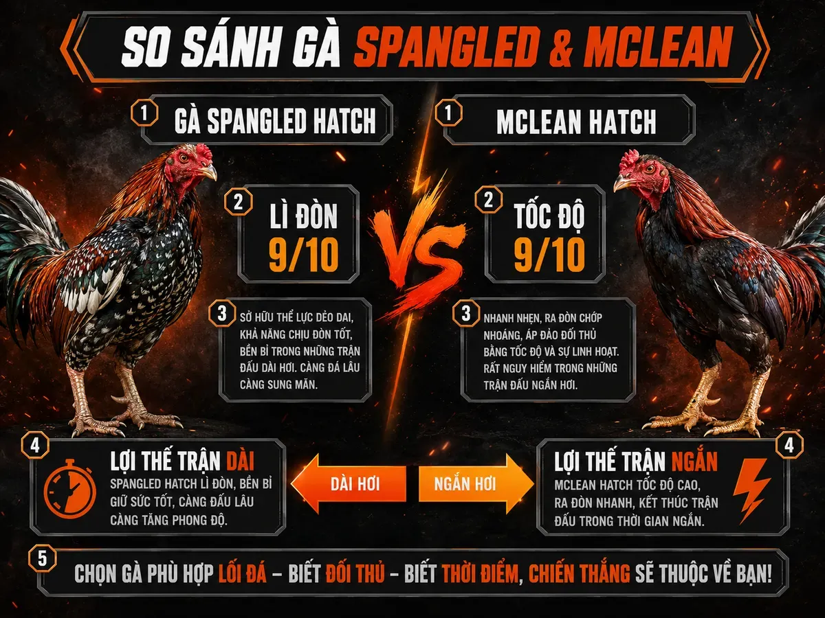 So sánh Gà Spangled Hatch và McLean Hatch: lỳ đòn vs tốc độ, gà chiến oai vệ