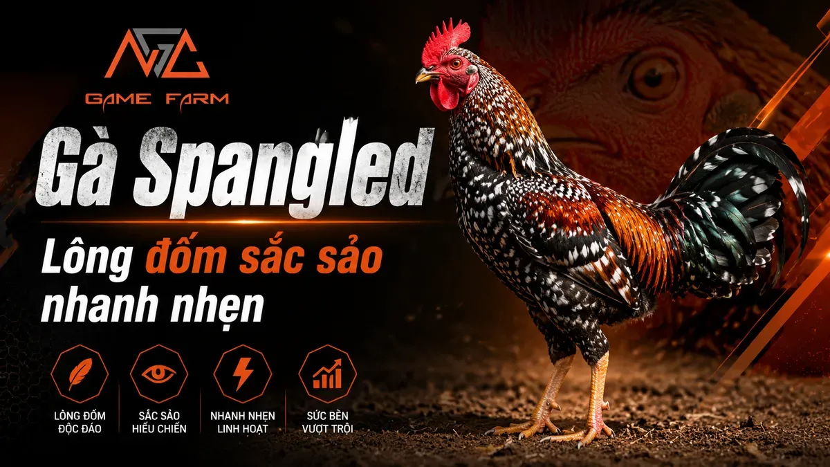 Gà Spangled — Dòng Hatch Lỳ Đòn Huyền Thoại Từ Mỹ